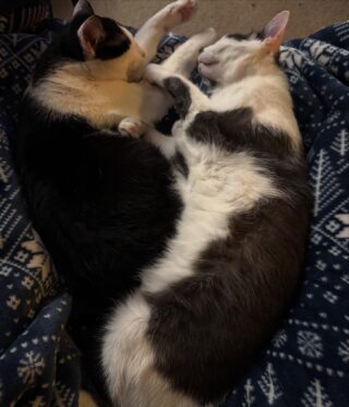 My sleepy kitties 🐈‍⬛ they look like Yin & Yang like this 😅