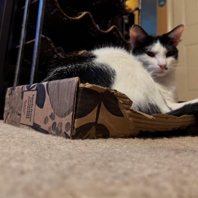 🐾Clawdius Rex has the most epic-romance-ever with my @canva box. That box gets almost as much love as I had for the contents🤣 

This is your reminder that packaging is important to more than just Authors. 😉

#cats_of_instagram 
#catlover 
#authorofinstagram 
#author 
#heartwarming