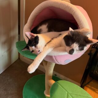 Feel free to coo… I did! 😍🥰😘 both of my fur-babies are sleeping in their kitty condo 

(YASSSS - it’s a pink piranha plant) 

#sweetmoments❤️